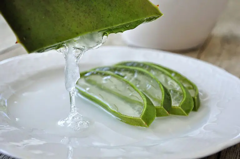 découvrez les bienfaits de l'aloe vera, une plante aux propriétés exceptionnelles pour la santé et la beauté. apprenez comment l'intégrer dans votre quotidien pour bénéficier de ses vertus hydratantes, apaisantes et réparatrices.