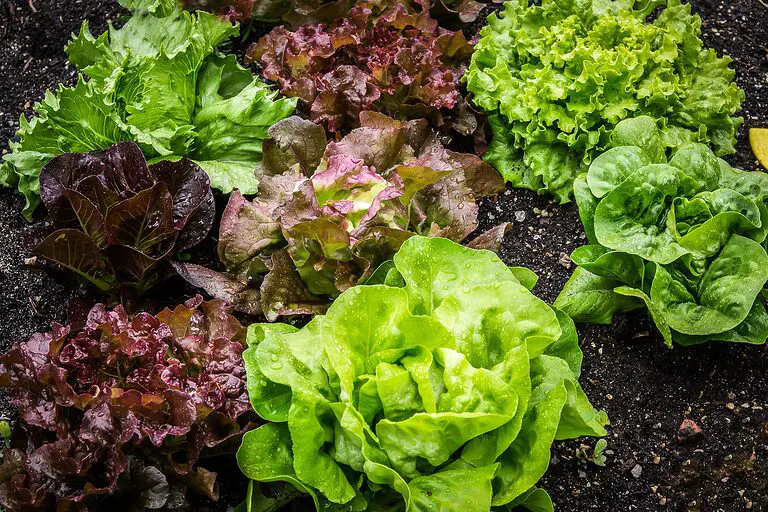 découvrez tout sur la laitue : ses variétés, ses bienfaits pour la santé, des recettes savoureuses et des conseils de culture. apprenez à intégrer cette feuille verte croquante dans vos repas pour des plats sains et délicieux.
