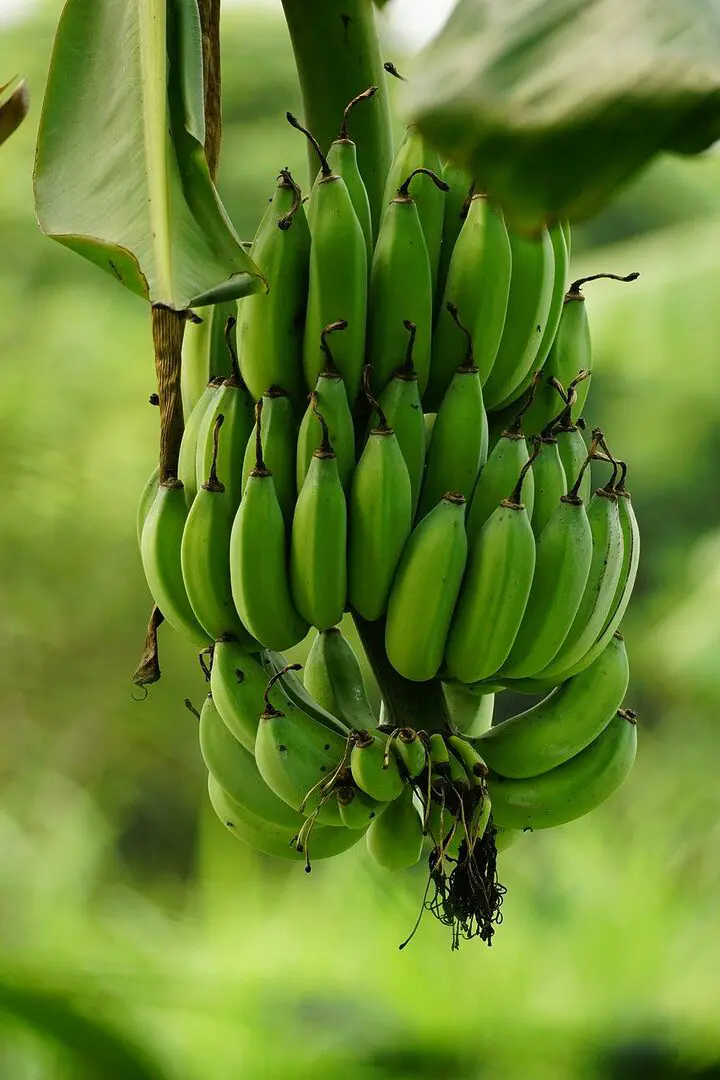 découvrez notre délicieuse recette de pain à la banane sans gluten, moelleux et savoureux, parfait pour les petits déjeuners ou les collations. facile à préparer, ce pain ravira tous les amateurs de douceurs saines.