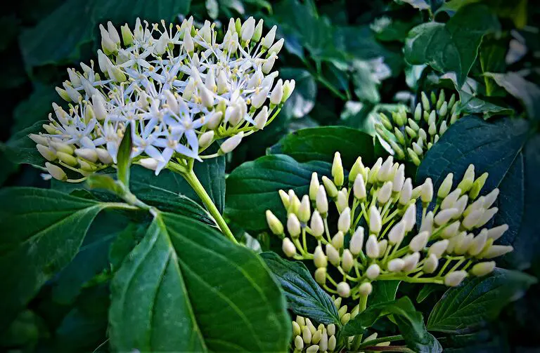 découvrez notre sirop de fleur de sureau, une délicieuse préparation artisanale qui apporte une touche de douceur florale à vos boissons et desserts. idéal pour des cocktails rafraîchissants ou des limonades maison, ce sirop naturel est un véritable voyage gustatif en plein cœur de la nature.