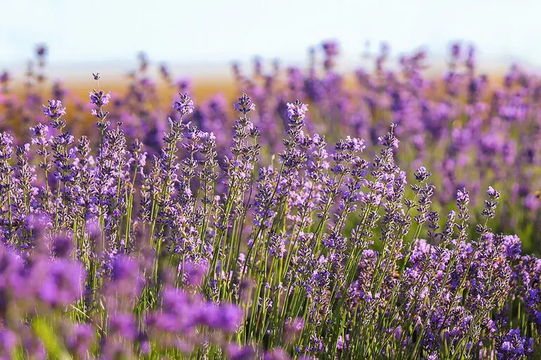découvrez nos sels de bain à la lavande, une expérience relaxante et apaisante pour votre baignoire. formulés pour détendre vos muscles et égayer vos sens, nos sels de bain à la lavande transforment votre routine de bain en un moment de bien-être et de sérénité.